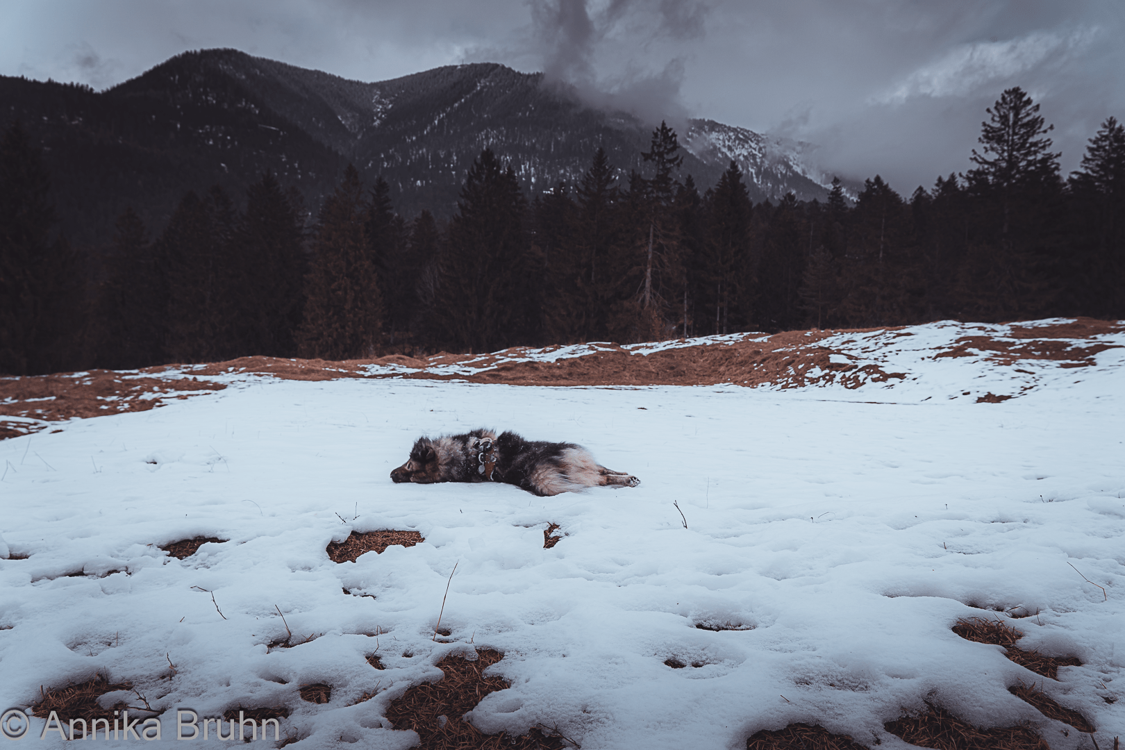 Q genießt den letzten Schnee!